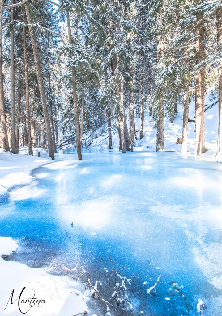 Blue creek ice spreading across the forest floor among tall snow-covered conifers