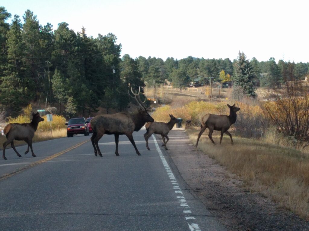 Bull elk and cows crossing a narrow two-lane mountain road as cars wait, in autumn