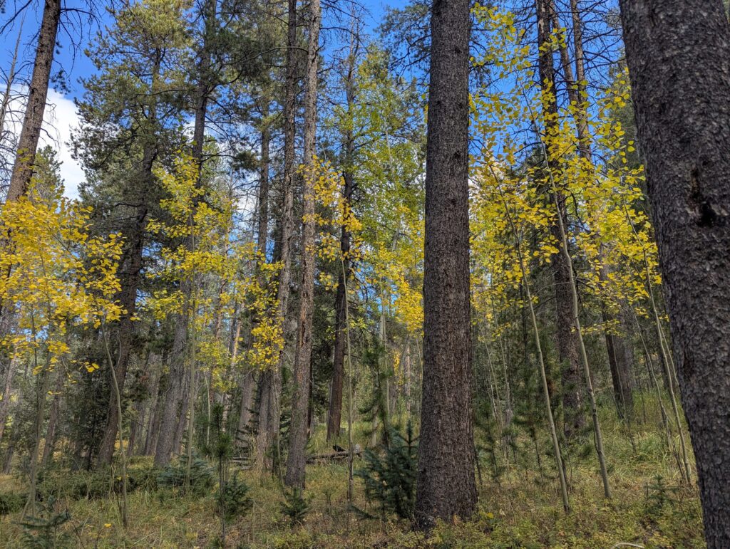 Golden aspens glowing among tall ponderosa pines under a blue sky.