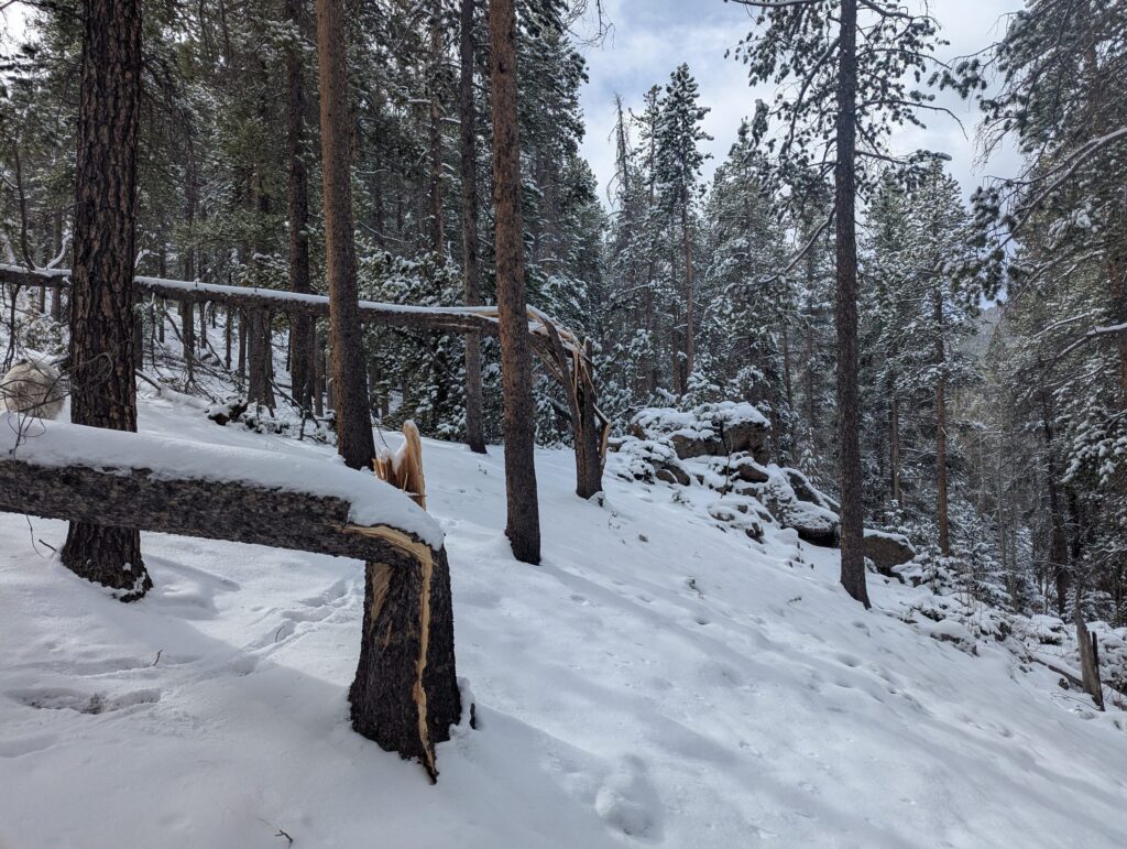 A snapped tree trunk and fallen logs across a snowy forest slope.