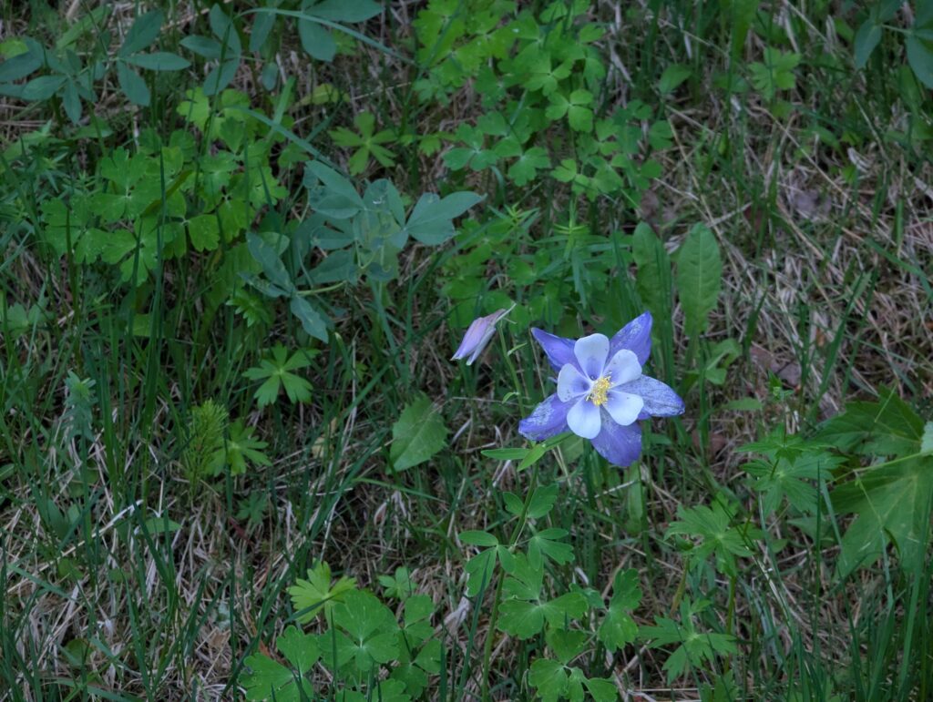A single blue and white Colorado columbine flower among green leaves.