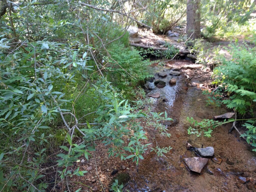 Maxwell Creek running shallow over red-brown stones between willows and ferns.