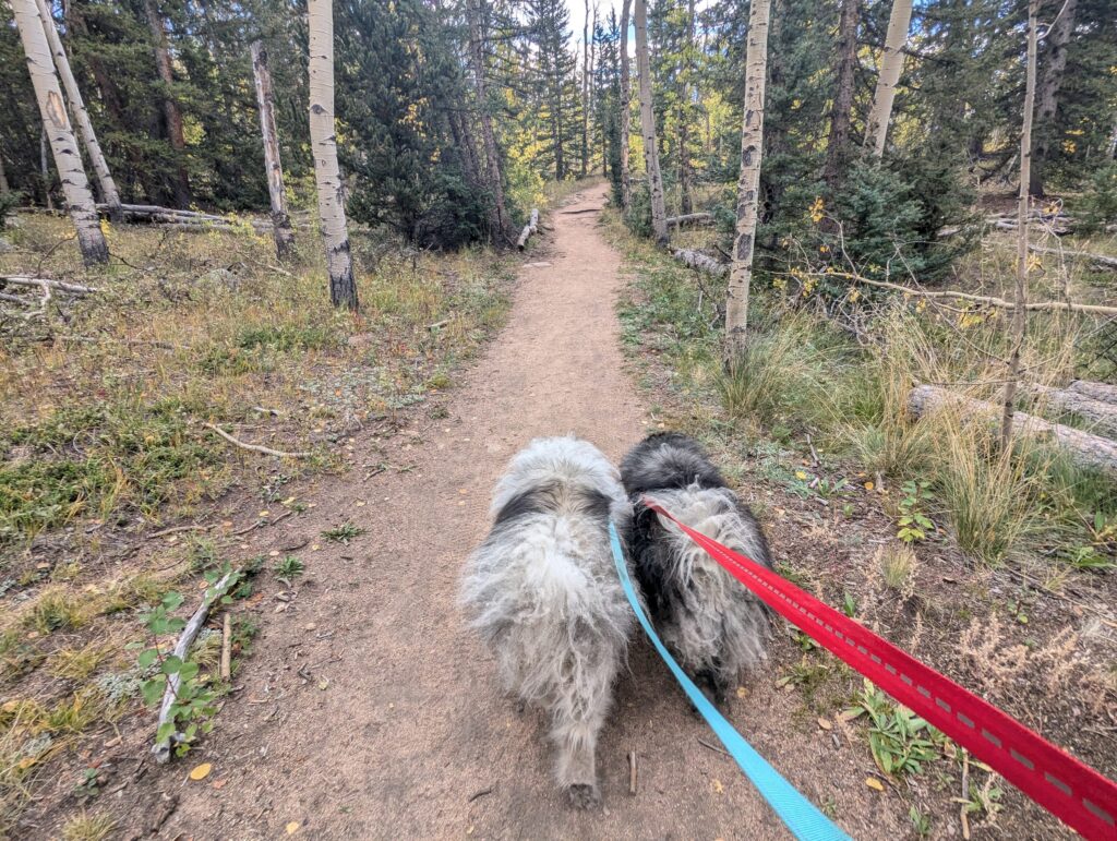 Two fluffy dogs on red and blue hand-held leashes walking ahead on a dirt forest trail through aspens.