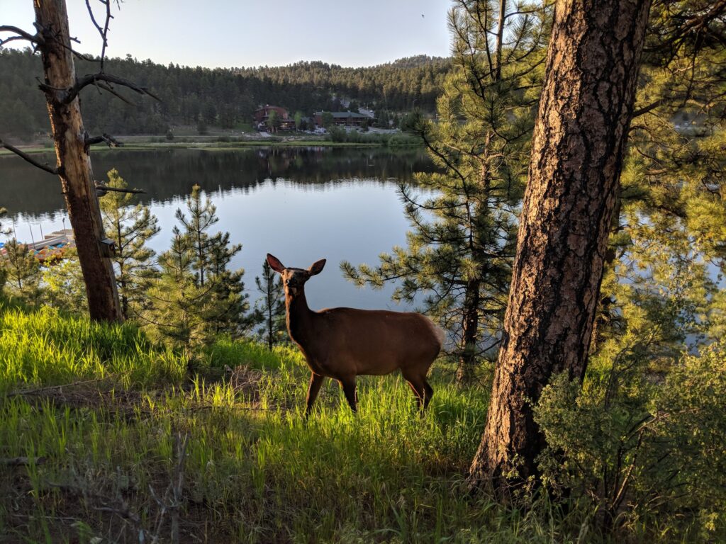 A cow elk standing in green grass among pines on the shore of Evergreen Lake in evening light.