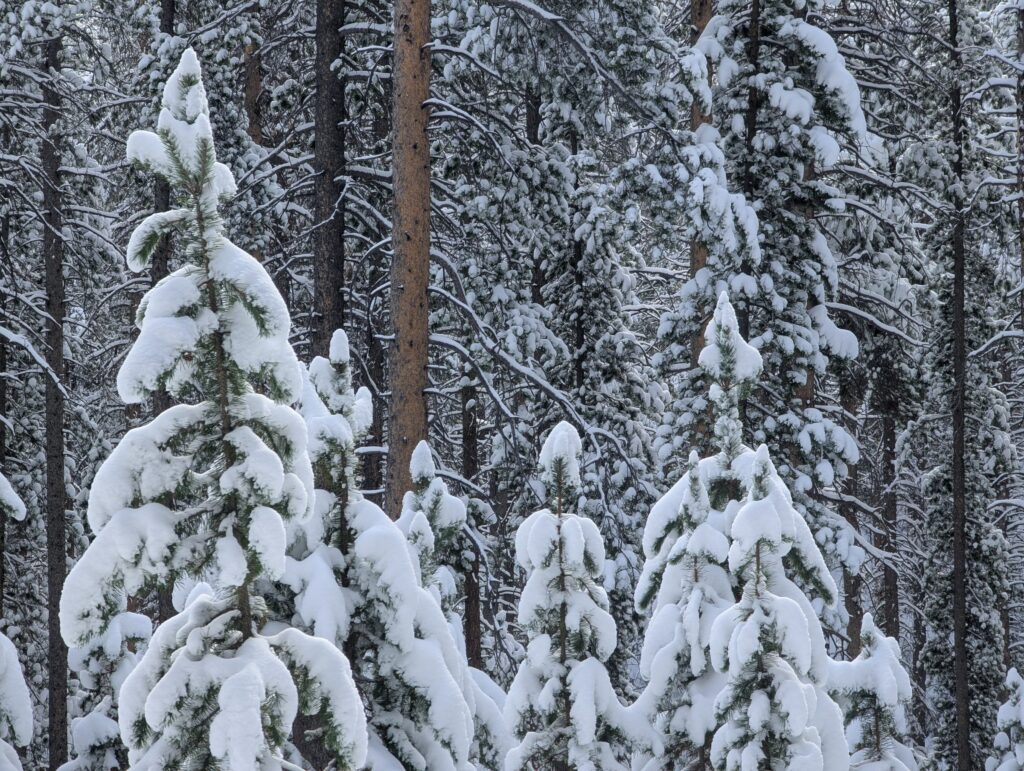 Young fir trees heavy with fresh snow under tall pines and a blue sky.