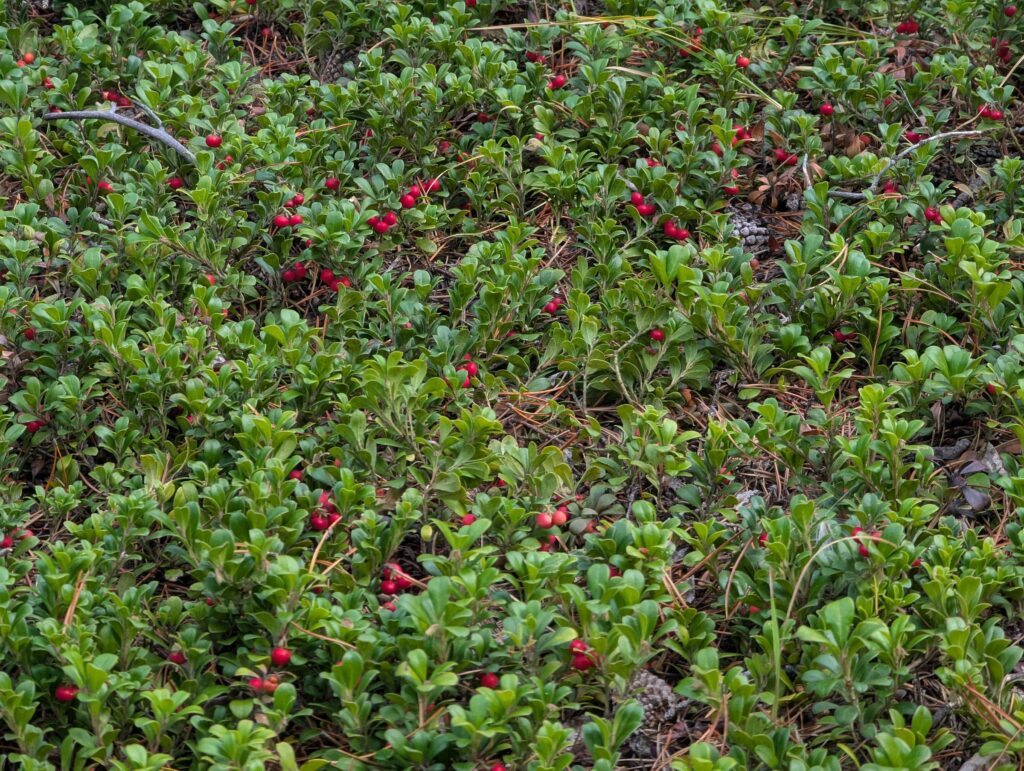 A mat of glossy green kinnikinnick leaves dotted with red berries.