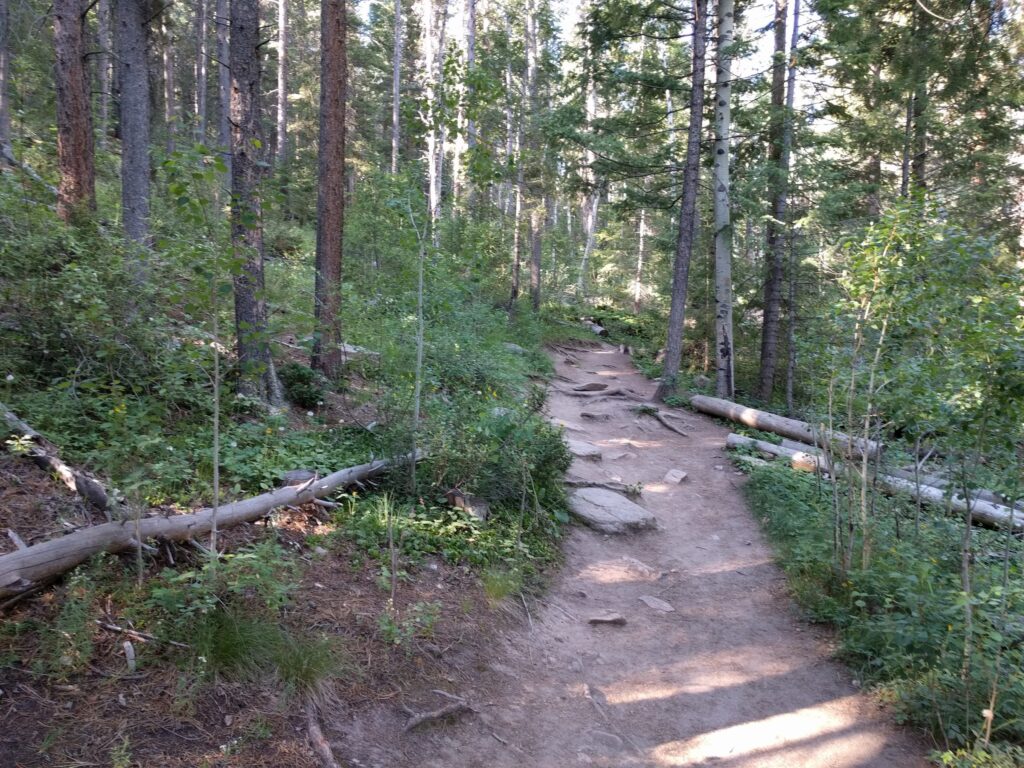 A rocky dirt trail climbing gently through ponderosa pine and aspen, with downed logs beside it.