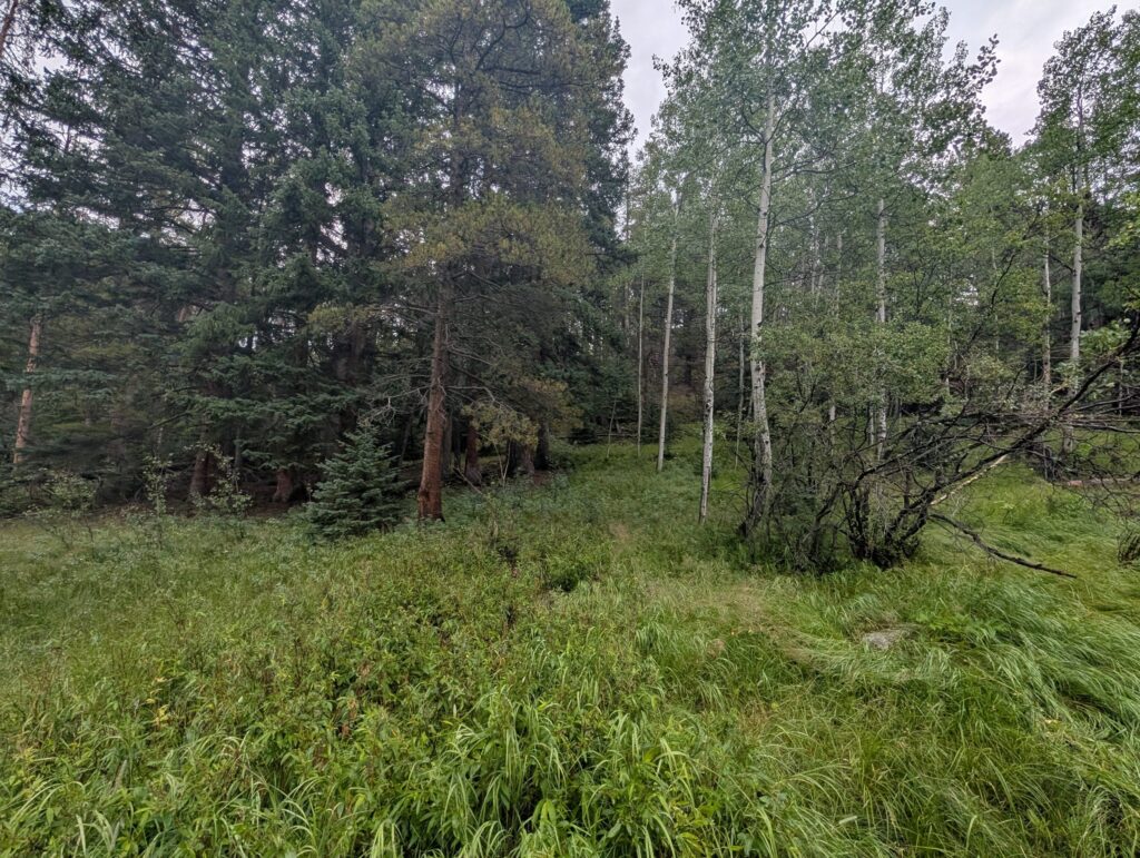 A lush green meadow edged by aspens and dark conifers under a cloudy sky.