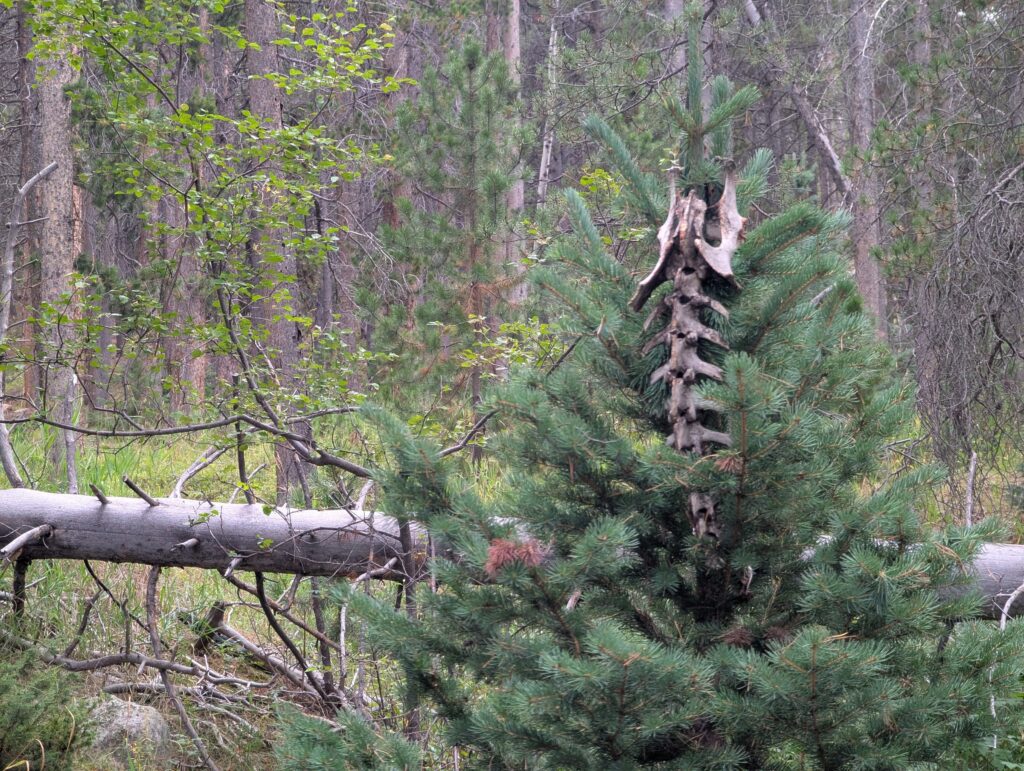 The remains of an animal spine and ribs hung in the branches of a young pine tree in the forest.