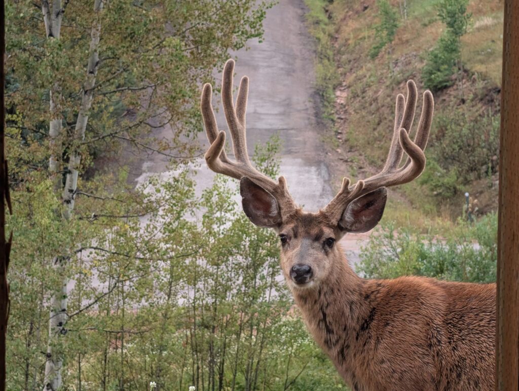 A mule deer buck with large velvet antlers looking straight at the camera.