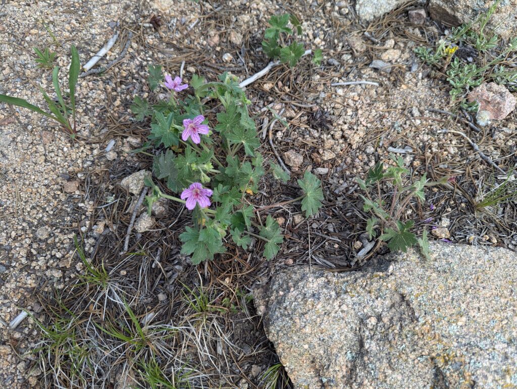 Pink wild geranium flowers growing between granite rocks.